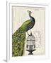 Peacock Birdcage I-Sue Schlabach-Framed Art Print