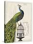 Peacock Birdcage I-Sue Schlabach-Stretched Canvas