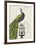 Peacock Birdcage I-Sue Schlabach-Framed Art Print