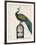 Peacock Birdcage II-Hugo Wild-Framed Art Print