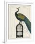 Peacock Birdcage II-Hugo Wild-Framed Art Print