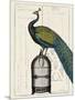 Peacock Birdcage II-Hugo Wild-Mounted Art Print