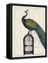 Peacock Birdcage II-Hugo Wild-Framed Stretched Canvas