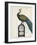 Peacock Birdcage II-Hugo Wild-Framed Art Print