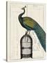 Peacock Birdcage II-Hugo Wild-Stretched Canvas