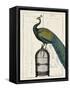 Peacock Birdcage II-Hugo Wild-Framed Stretched Canvas