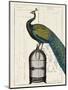 Peacock Birdcage II-Hugo Wild-Mounted Art Print