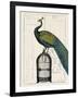 Peacock Birdcage II-Hugo Wild-Framed Art Print