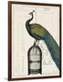 Peacock Birdcage II-null-Framed Art Print