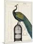 Peacock Birdcage II-null-Mounted Art Print