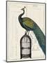 Peacock Birdcage II-null-Mounted Art Print