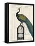 Peacock Birdcage II-null-Framed Stretched Canvas