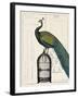 Peacock Birdcage II-null-Framed Art Print