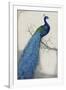 Peacock Blue I-Tim O'toole-Framed Giclee Print