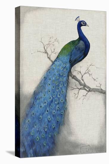 Peacock Blue I-Tim O'toole-Stretched Canvas
