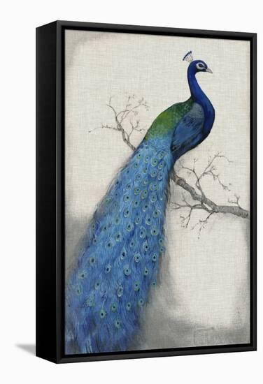 Peacock Blue I-Tim O'toole-Framed Stretched Canvas