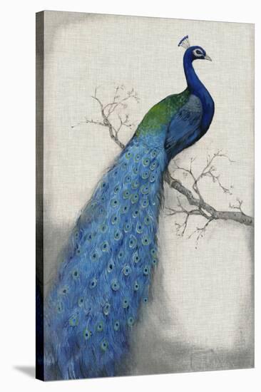 Peacock Blue I-Tim O'toole-Stretched Canvas