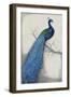 Peacock Blue I-Tim O'toole-Framed Premium Giclee Print