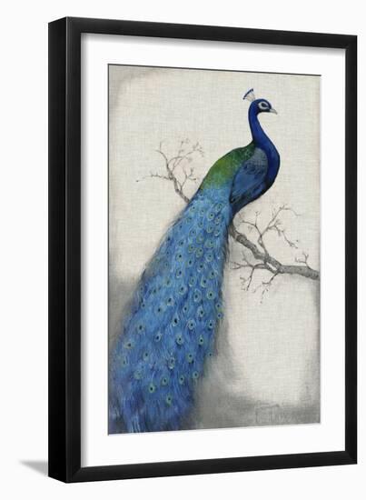 Peacock Blue I-Tim O'toole-Framed Premium Giclee Print