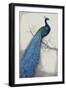 Peacock Blue I-Tim O'toole-Framed Premium Giclee Print