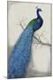 Peacock Blue I-Tim O'toole-Mounted Art Print