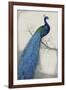 Peacock Blue I-Tim O'toole-Framed Art Print