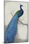 Peacock Blue I-Tim O'toole-Mounted Art Print