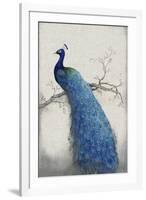 Peacock Blue II-Tim O'toole-Framed Giclee Print