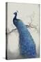 Peacock Blue II-Tim O'toole-Stretched Canvas