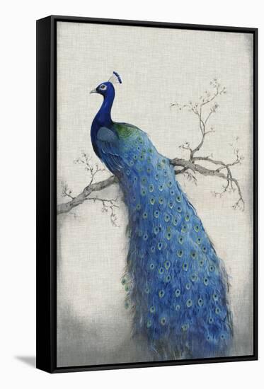 Peacock Blue II-Tim O'toole-Framed Stretched Canvas