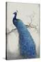 Peacock Blue II-Tim O'toole-Stretched Canvas