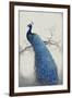 Peacock Blue II-Tim O'toole-Framed Art Print