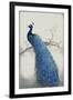 Peacock Blue II-Tim O'toole-Framed Art Print