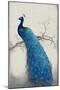 Peacock Blue II-Tim OToole-Mounted Art Print