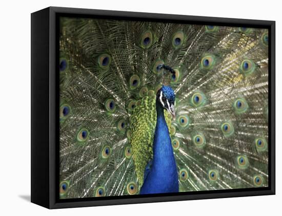 Peacock, Buchlovice, South Moravia, Czech Republic-Upperhall-Framed Stretched Canvas
