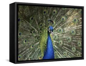 Peacock, Buchlovice, South Moravia, Czech Republic-Upperhall-Framed Stretched Canvas