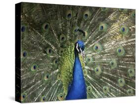 Peacock, Buchlovice, South Moravia, Czech Republic-Upperhall-Stretched Canvas