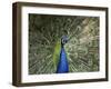 Peacock, Buchlovice, South Moravia, Czech Republic-Upperhall-Framed Premium Photographic Print