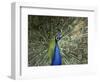 Peacock, Buchlovice, South Moravia, Czech Republic-Upperhall-Framed Photographic Print