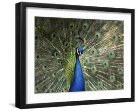 Peacock, Buchlovice, South Moravia, Czech Republic-Upperhall-Framed Photographic Print