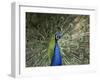 Peacock, Buchlovice, South Moravia, Czech Republic-Upperhall-Framed Photographic Print