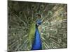 Peacock, Buchlovice, South Moravia, Czech Republic-Upperhall-Mounted Photographic Print