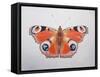 Peacock Butterfly, 2012-Ele Grafton-Framed Stretched Canvas