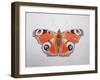 Peacock Butterfly, 2012-Ele Grafton-Framed Giclee Print