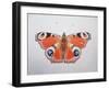 Peacock Butterfly, 2012-Ele Grafton-Framed Giclee Print