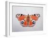 Peacock Butterfly, 2012-Ele Grafton-Framed Giclee Print