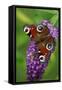 Peacock Butterfly Feeding on Buddleia Plant Blossom-null-Framed Stretched Canvas