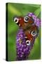 Peacock Butterfly Feeding on Buddleia Plant Blossom-null-Stretched Canvas