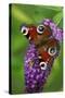 Peacock Butterfly Feeding on Buddleia Plant Blossom-null-Stretched Canvas