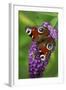 Peacock Butterfly Feeding on Buddleia Plant Blossom-null-Framed Photographic Print